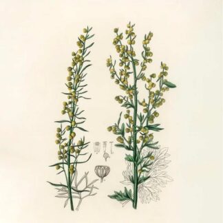 The Gates of Mugwort